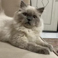 یک عدد گربه نژاد هیمالین  ۵ ماهه