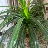 گل زیبا و بزرگ|گل و گیاه طبیعی|شاهرود, |دیوار