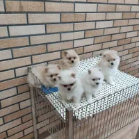 پامرانین سفید و کرم گرد و قلمبه