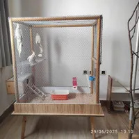 عروس هلندی (۳ پرنده) همراه با قفس بزرگ|پرنده|رشت, بلوار گیلان|دیوار