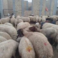 گوسفند داشتی|حیوانات مزرعه|دره شهر, |دیوار