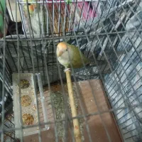 طوطی برزیلی|پرنده|شاندرمن, |دیوار