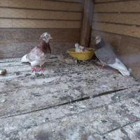 جفت شازده سرور کار داده همراه با جوجه