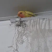 بدو بدو بیا این ور بازار بدو بیا طوطی برزیلی دارم