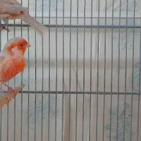 قناری موزائیکی