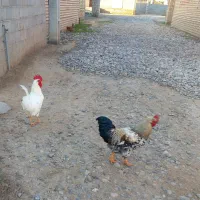 خروس|حیوانات مزرعه|گنبد کاووس, |دیوار