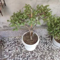 بونسای کراسوالا خرفه ای|گل و گیاه طبیعی|قم, هفت تیر|دیوار