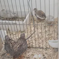 بلدرچین مینیاتوری