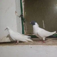 گوباش دورح|پرنده|اردبیل, |دیوار