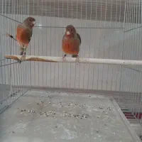 قناری سرای توکلی  فرخشهر|پرنده|فرخ‌شهر, |دیوار