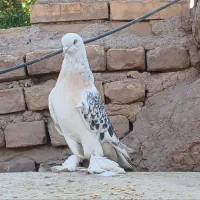 کبوتر ترکیه ای - سوسنی - سبز عربی|پرنده|یزد, |دیوار