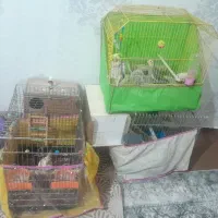 دوجفت عروس هلندی