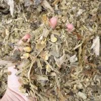 ذرت علوفه ای دامی