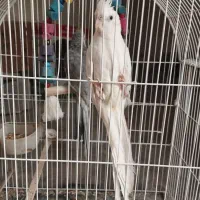 عروس هلندی نر