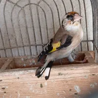 سهره دورگ ۳عدد|پرنده|شیراز, نصر|دیوار