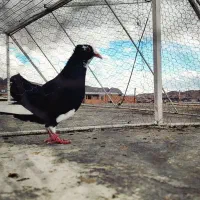 نقره ای پلنگ و سیاه پلنگ|پرنده|کرمان, |دیوار