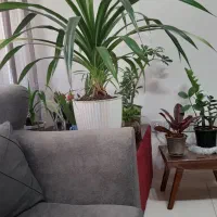 گل پاندالوس ۱۳ساله بنسای|گل و گیاه طبیعی|محمدشهر, شهرک چمران|دیوار