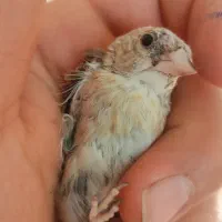 سهره جوجه چونه سفید|پرنده|محمدشهر, شهرک پیام (مهرالبرز)|دیوار