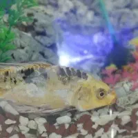 آکواریوم کامل