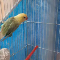 جوجه کوتوله دونخور|پرنده|مهریز, |دیوار