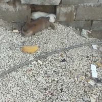 دوعدد خرگوش لوپ|موش و خرگوش|اندیمشک, |دیوار