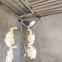 کبوتر کفتر