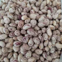 لوبیا چیتی و لوبیا قرمز