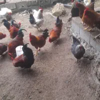 فروش ویژه خروس محلی|حیوانات مزرعه|رامسر, |دیوار