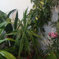 گل مناسب برای رستوران بانک ،شرکت عالی و سرحال|گل و گیاه طبیعی|شهرکرد, |دیوار