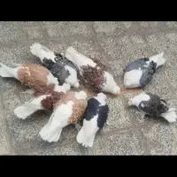 خریدار جکسون