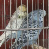 مرغ عشق گریدa|پرنده|تهران, میدان میوه و تره‌بار مرکزی|دیوار