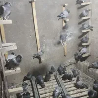 کبوتر|پرنده|آبدانان, |دیوار