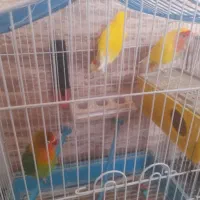کوتوله معاوضه با عروس