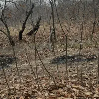 نهال گردو محلی درجه یک ضمانتی|گل و گیاه طبیعی|بجنورد, |دیوار