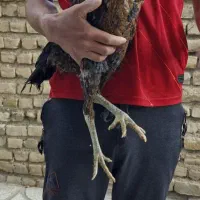 مرغ و خروس لاری اصیل|حیوانات مزرعه|شیروان (خراسان), |دیوار