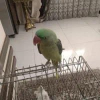 شاه طوطی اسکندر نر