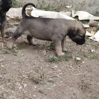 واگذاری سگ سرابی اصل ۴عدد