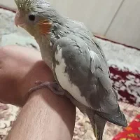 جوجه عروس هلندی ماده