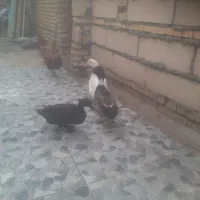 اردک اخضیری