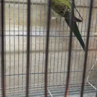 اوازه خان رزیلا|پرنده|آبسرد, |دیوار