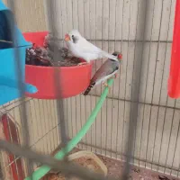 نروماده فنچ لپ سیاه مولد