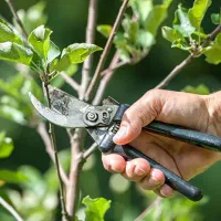 هرس باغ و انواع درخت میوه|خدمات باغبانی و درختکاری|شیروان (خراسان), |دیوار