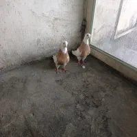 خریدار اصلی پیام بده یا زنگ بزنه