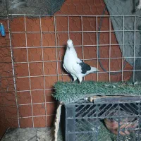 کبوترا همه تضمین|پرنده|میناب, |دیوار