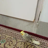 جوجه عروس گل باقالی|پرنده|قم, بنیاد|دیوار