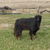 پازن‌|حیوانات مزرعه|فیروزآباد (فارس), |دیوار