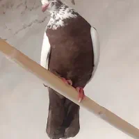 ماده دمبی|پرنده|اهواز, زیتون کارمندی|دیوار