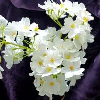 گل و گلدان نوی نو|گل مصنوعی|قزوین, |دیوار