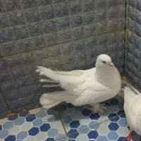 دم چتری نر