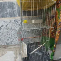 قفس|لوازم جانبی حیوانات|بروجرد, |دیوار